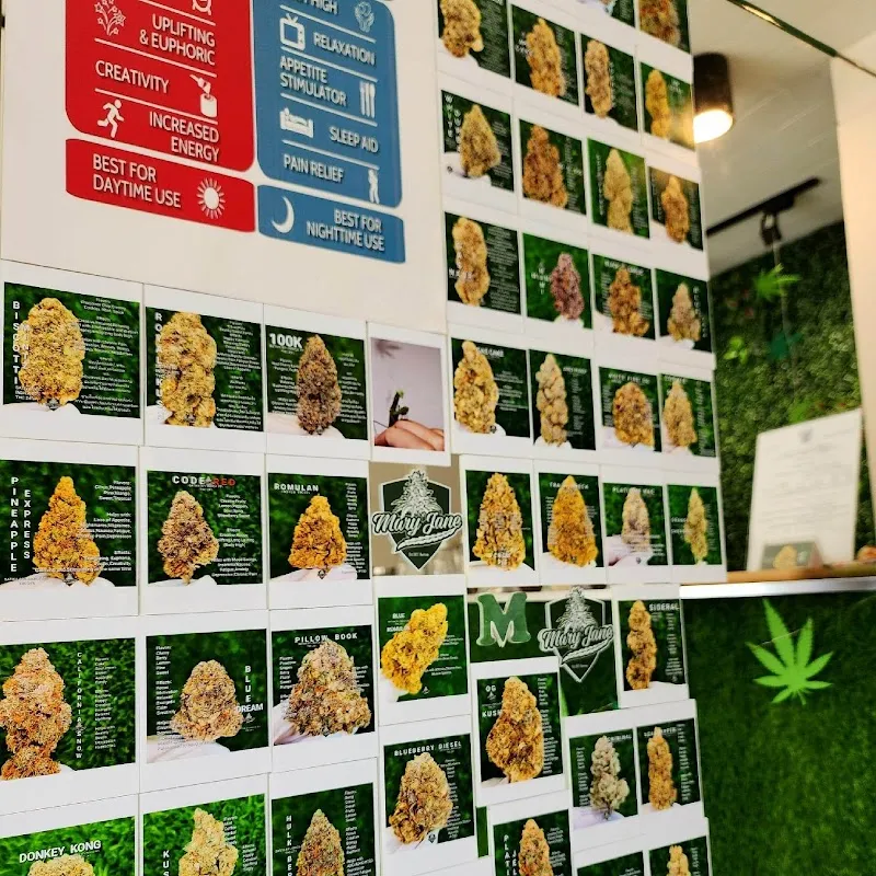 Mary Jane Buriram 1st Medical Cannabis Dispensary & Lounge in Buriram กัญชา Ganja