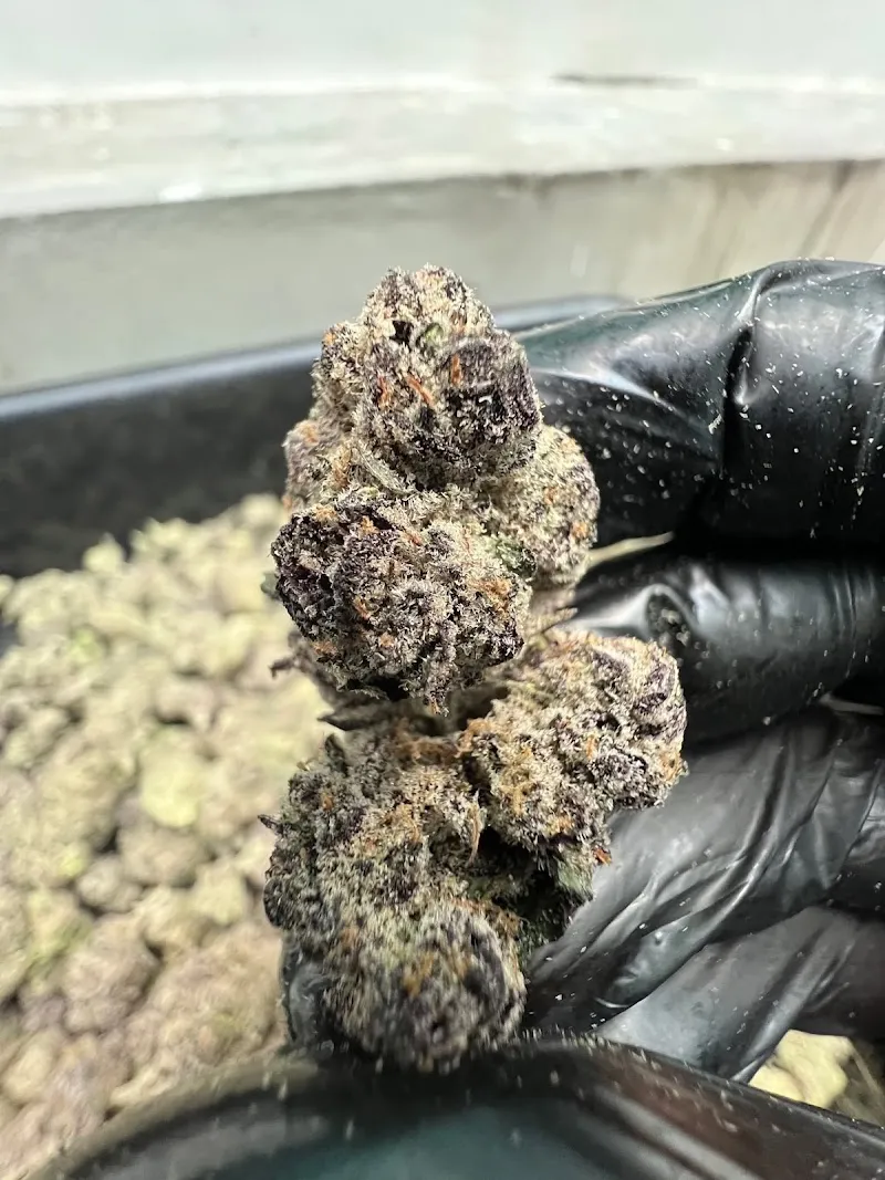 กัญชาจันทบุรี ตามหากัญจันทบุรี สาขา1 มี5 สาขา