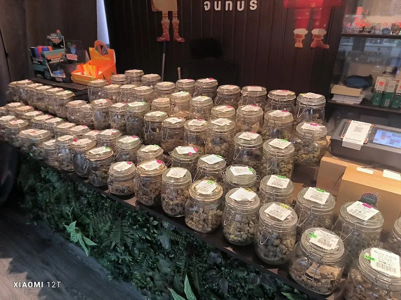 กัญชาจันทบุรี ตามหากัญจันทบุรี สาขา1 มี5 สาขา