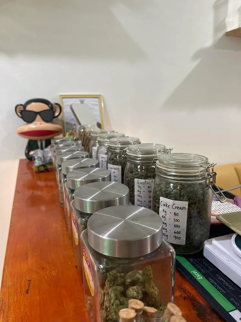 ร้านกัญชาอยุธยา 100K cannabis shop ayutthaya ปลีก-ส่ง