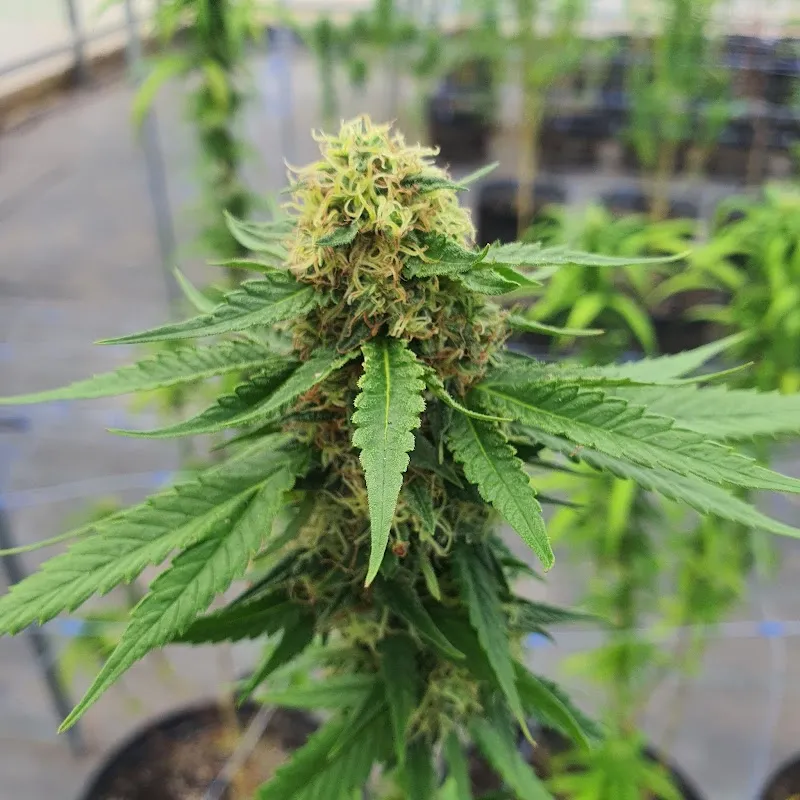 บริษัท ริชเฮมพ์คอร์ป จำกัด (ริชฮับ420)