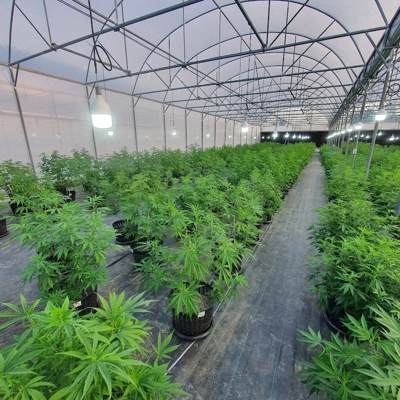 บริษัท ริชเฮมพ์คอร์ป จำกัด (ริชฮับ420)