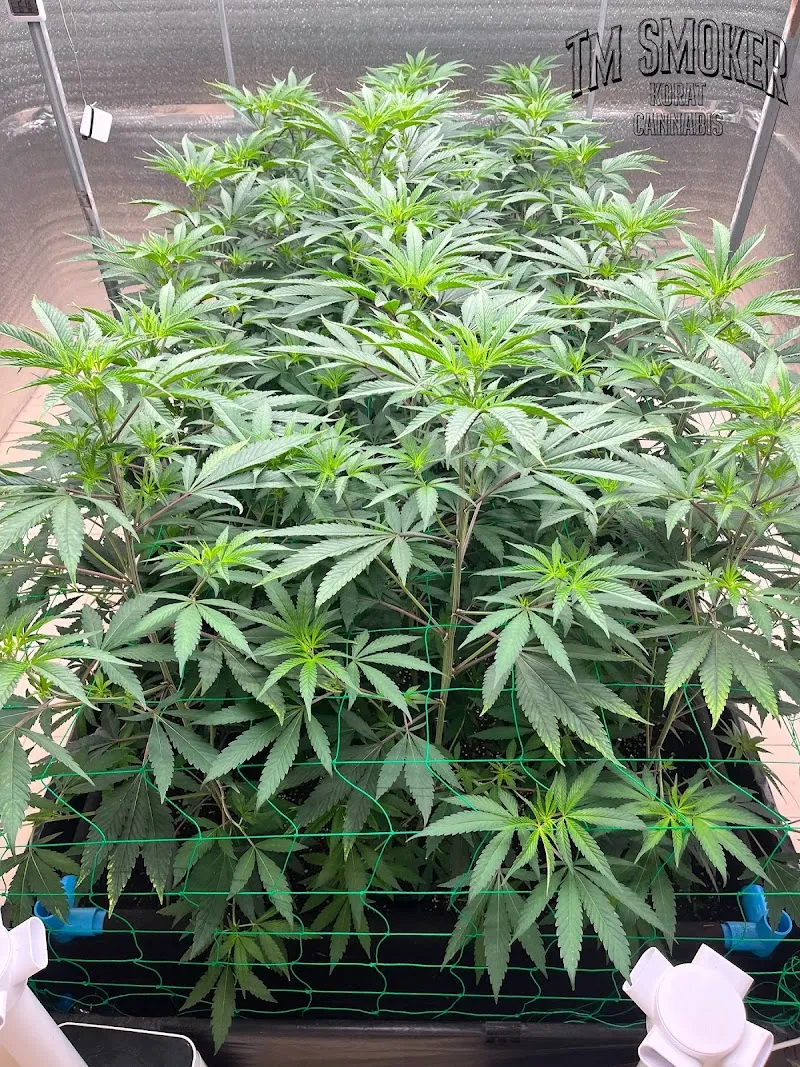 ลึกลับ กะเพราปราบเซียน (ตาม่วน 420)