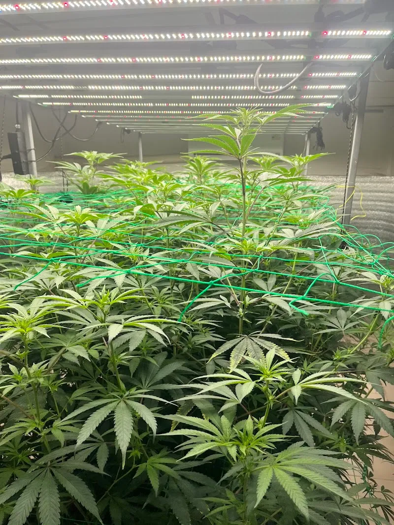 ลึกลับ กะเพราปราบเซียน (ตาม่วน 420)