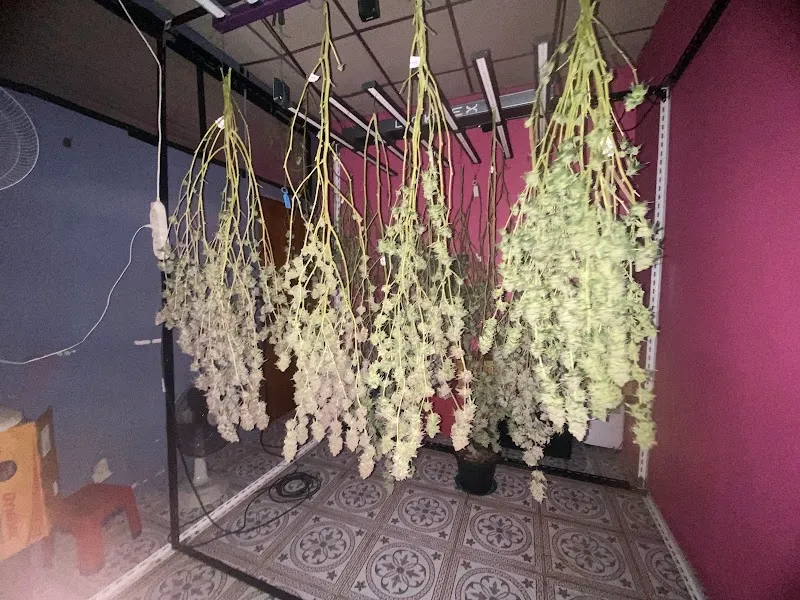 ร้านหนมต้มแคนนาบิสช็อปจันทบุรี420 Nomtom cannabis shop 420