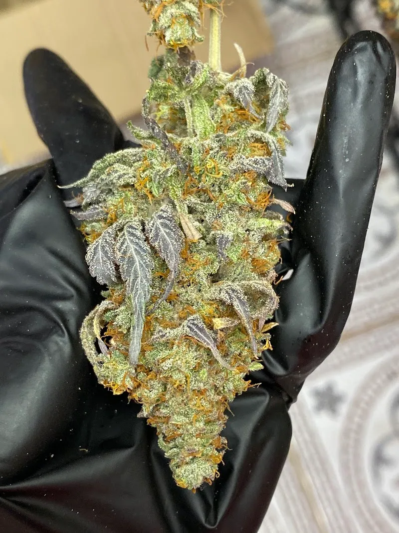 ร้านหนมต้มแคนนาบิสช็อปจันทบุรี420 Nomtom cannabis shop 420