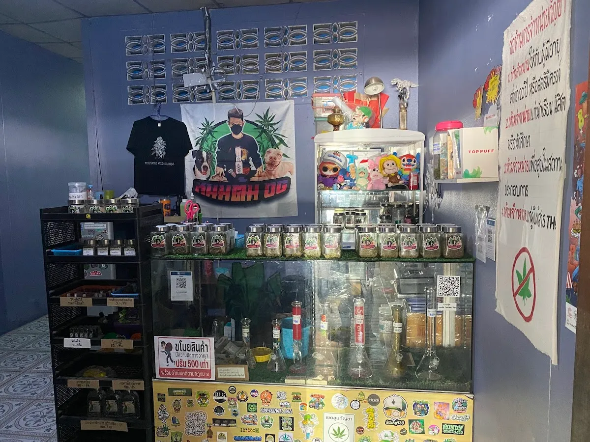 ร้านหนมต้มแคนนาบิสช็อปจันทบุรี420 Nomtom cannabis shop 420