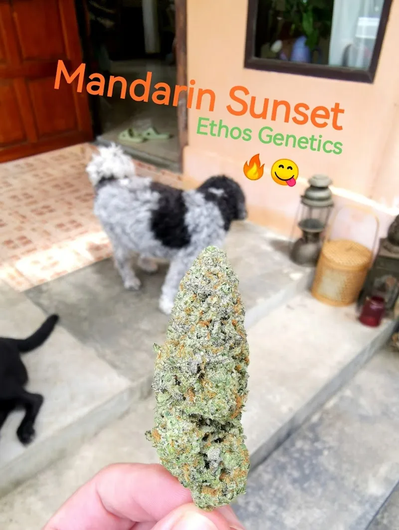 7th Heaven Cannabis Koh Chang 2