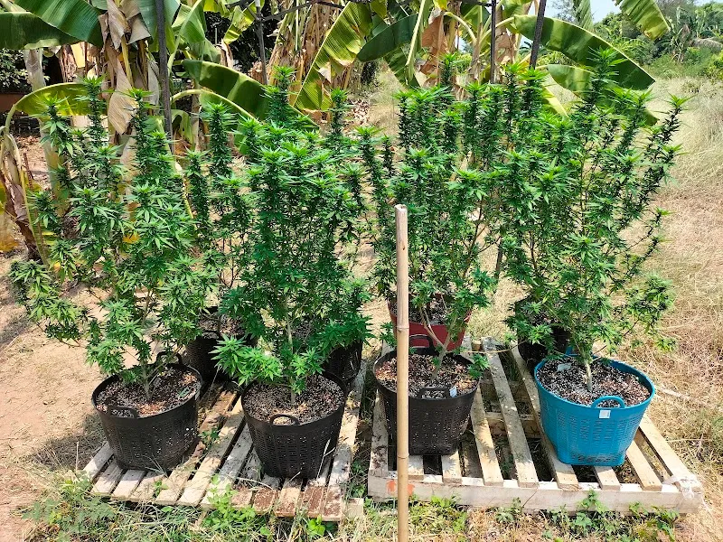 Bank's Trichome Weed shop