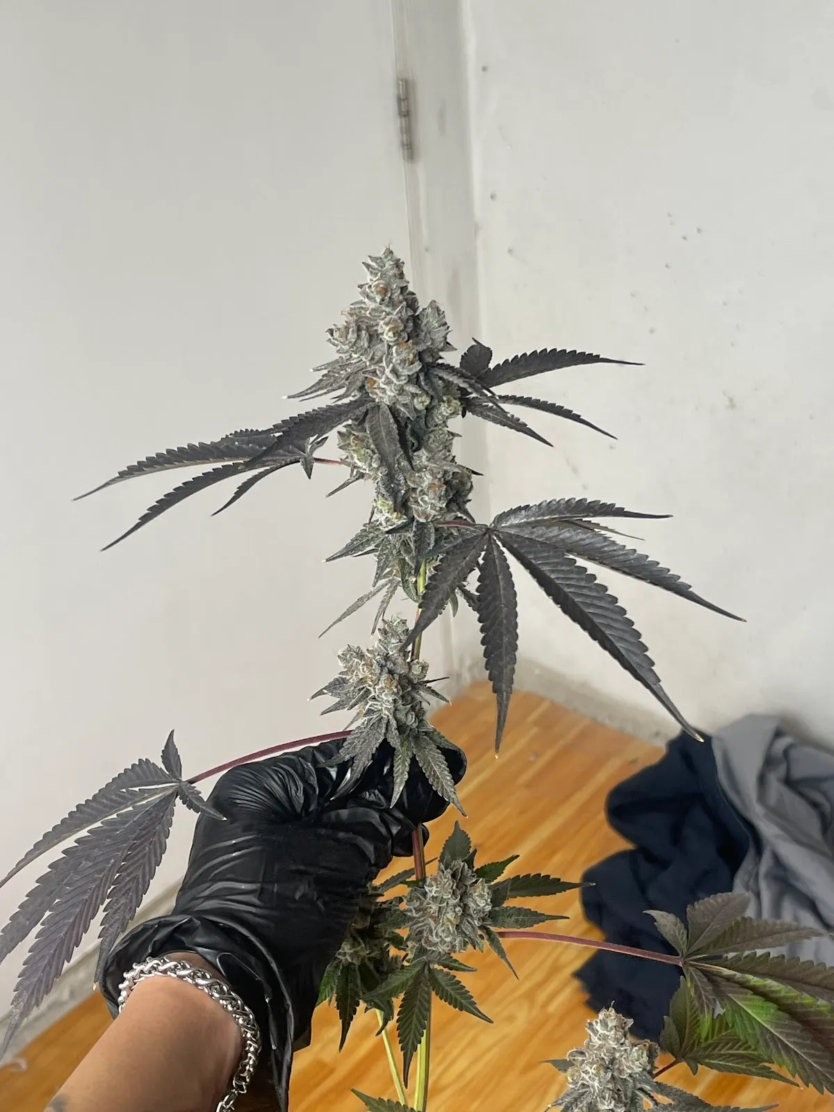 BKG Cannabis 420