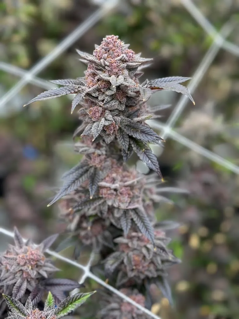 บ๊อบบี้ - BOBBY กัญชาจันทบุรี🍁