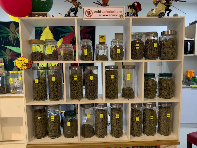 กัญชา จันทบุรี BOBCAFE