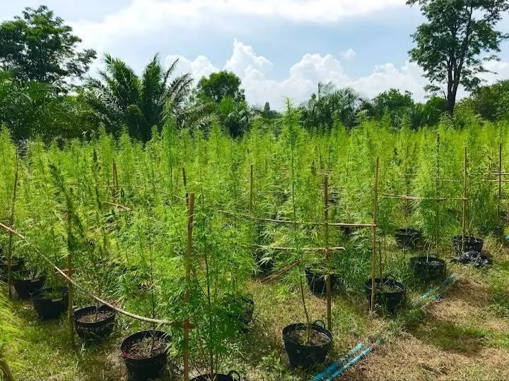 ไร่กัญชา บุปผากัญ | Bupphakan Cannabis Farm