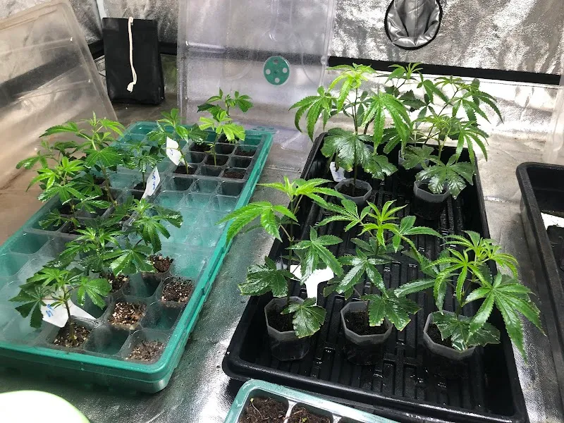 Cannabest weed shop hatyai