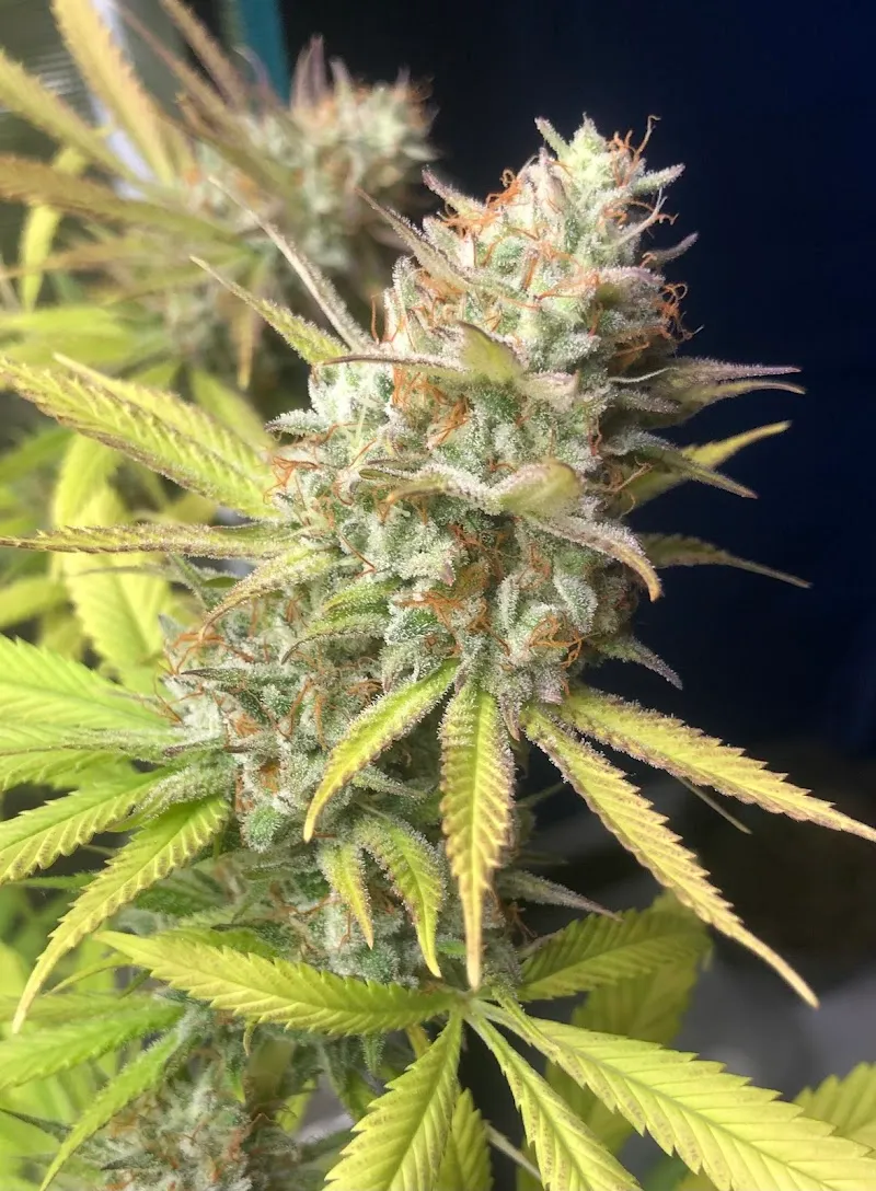 Cannabest weed shop hatyai