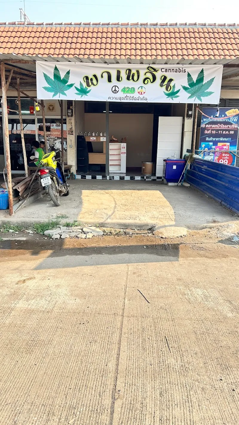 พาเพลิน“Cannabis”