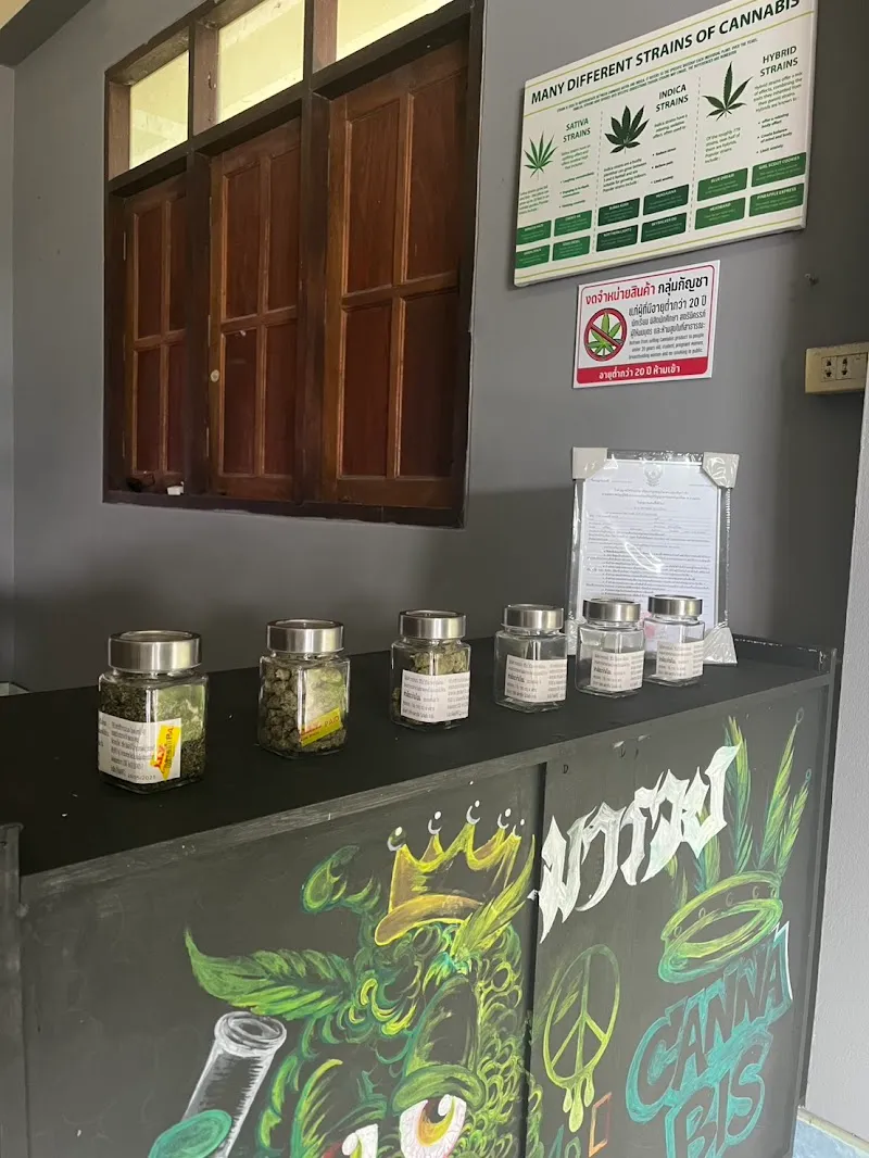 มารวยCANNABIS