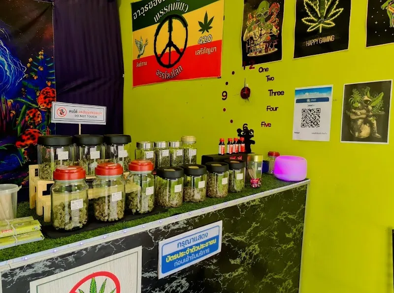 กัญชาห้วยหลวง cannabis