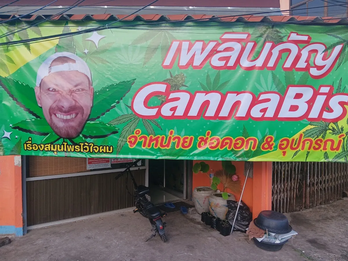 เพลินกัญ cannabis