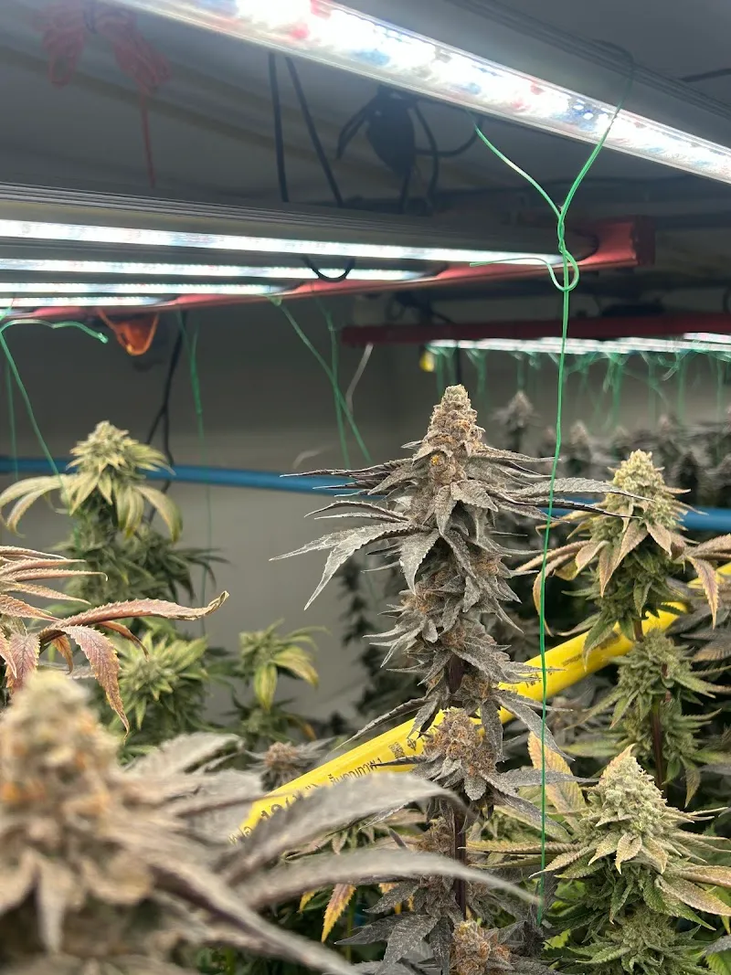 Cannabis Baan Chainarong OG shop