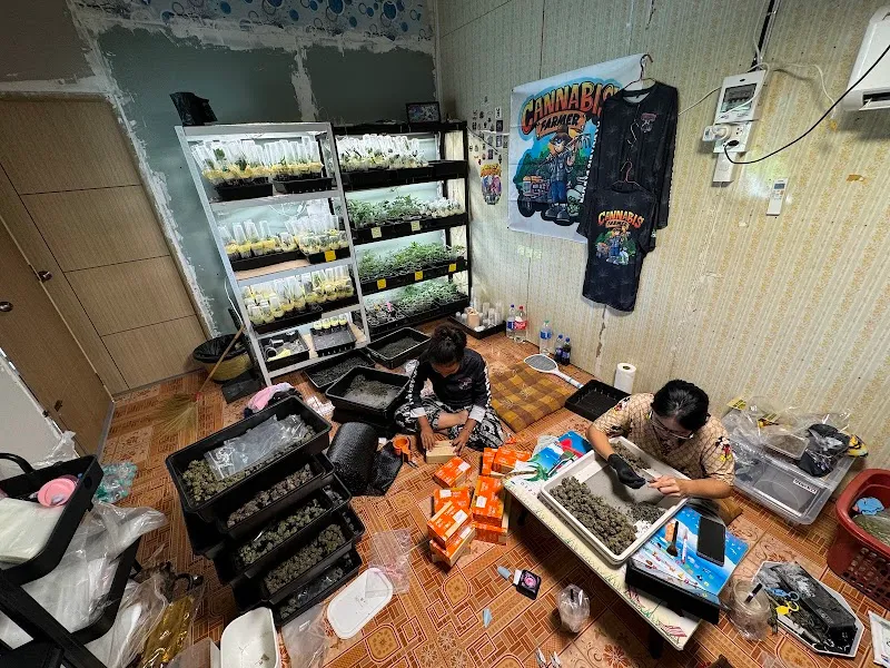 Cannabis Farmer(กัญชาคุณภาพ)