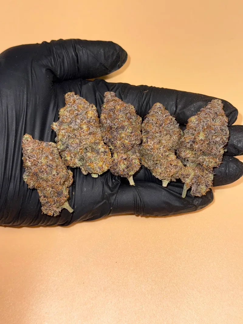 Cannabis Farmer(กัญชาคุณภาพ)