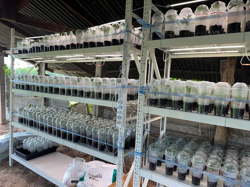 Cannabis Farmer(กัญชาคุณภาพ)