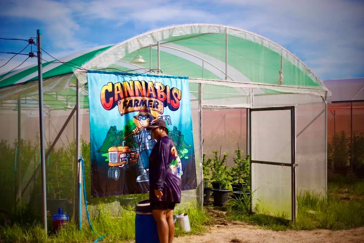 Cannabis Farmer(กัญชาคุณภาพ)