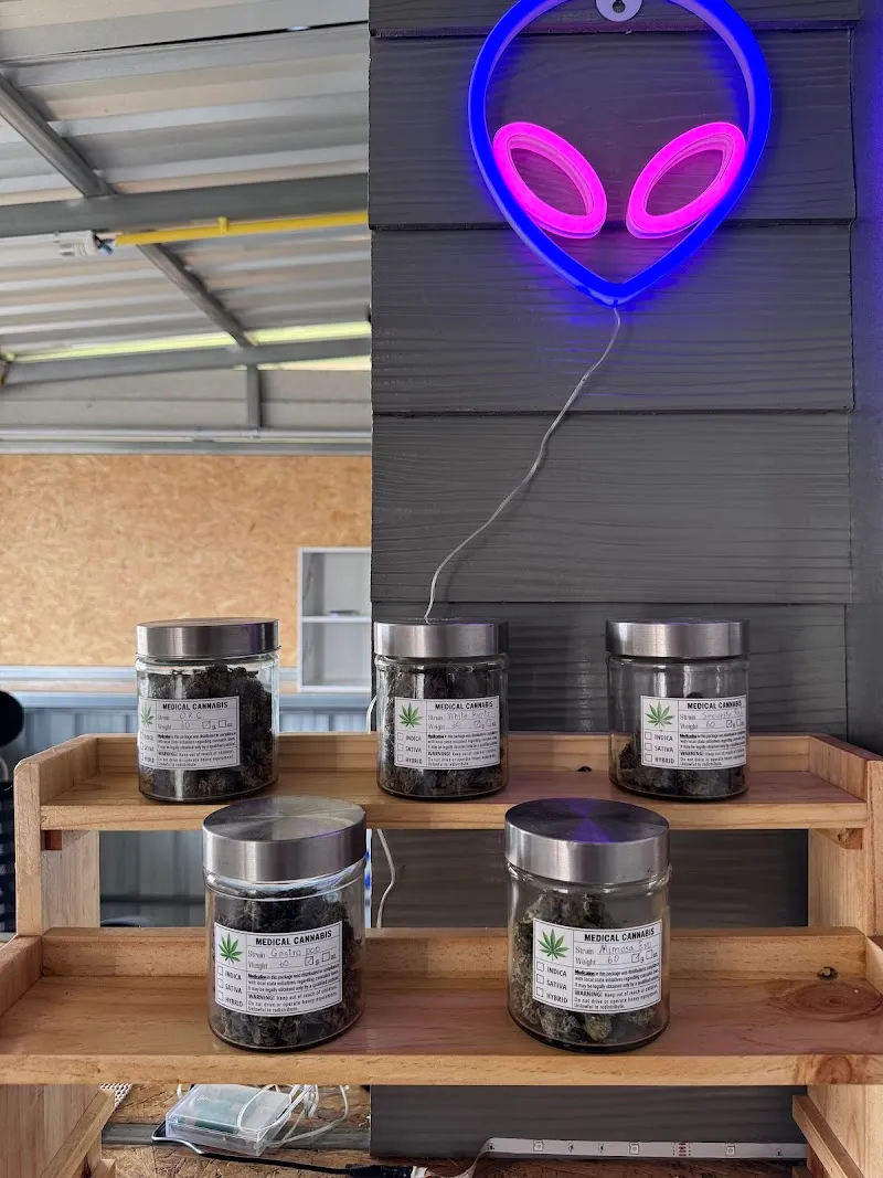 Cannabis(กัญชา)