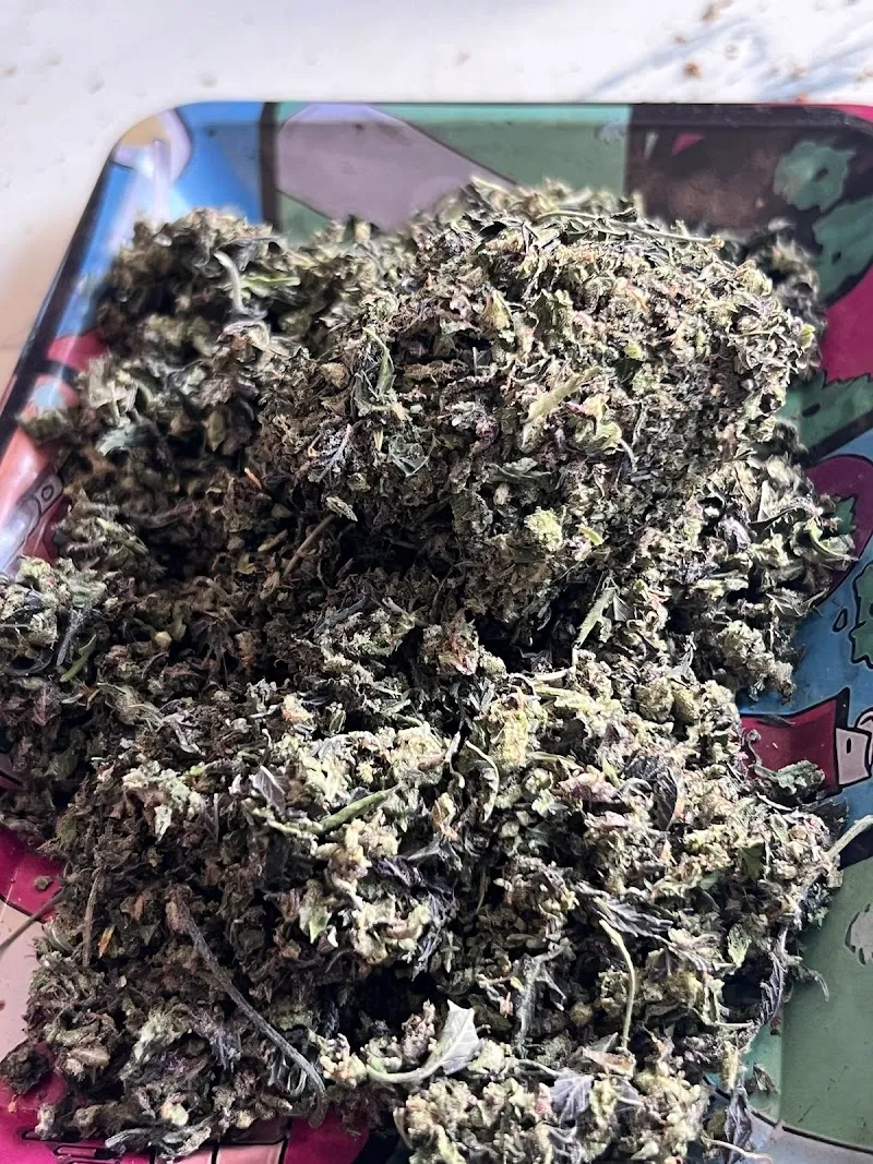 Cannabis(กัญชา)