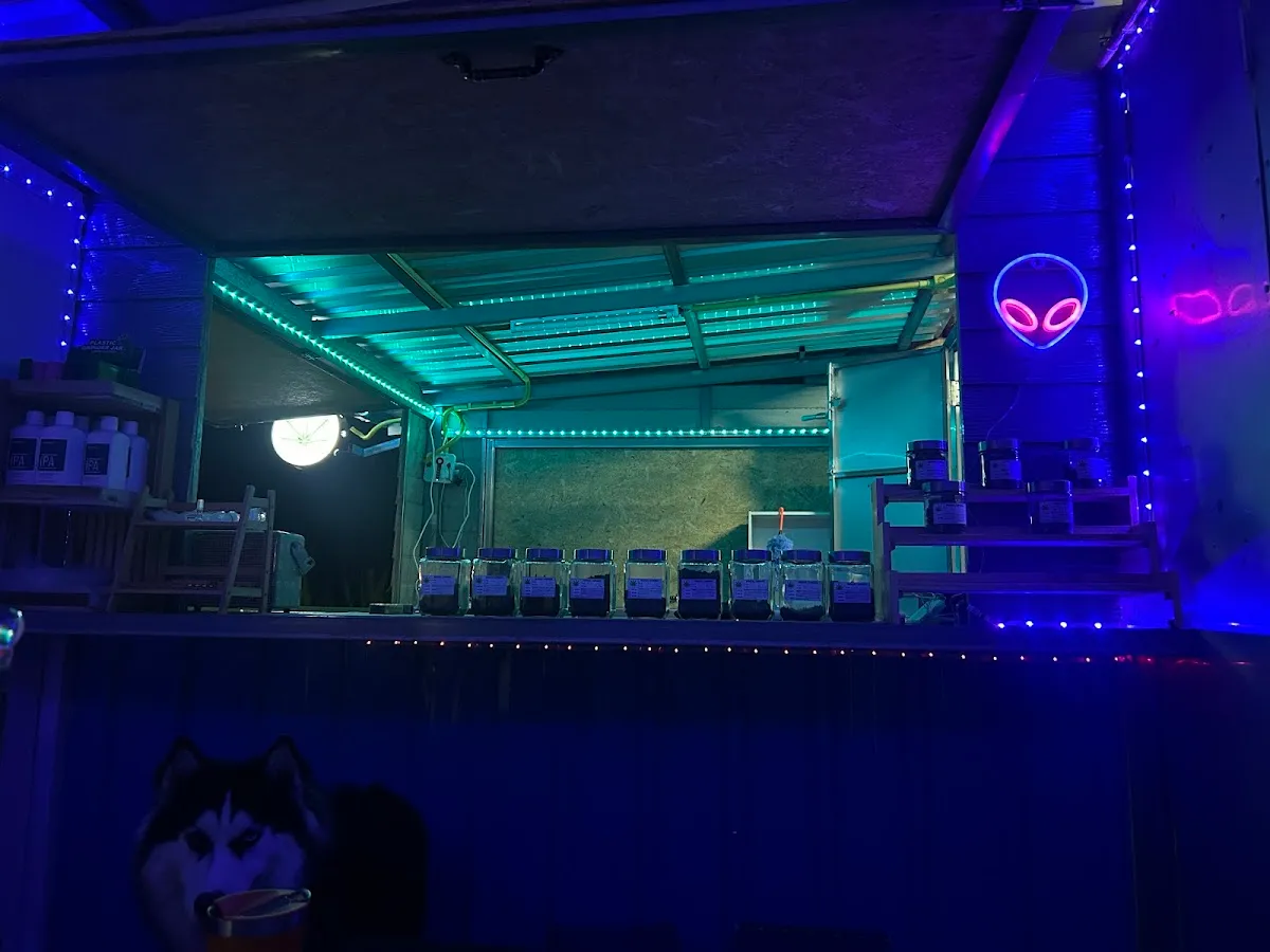 Cannabis(กัญชา)