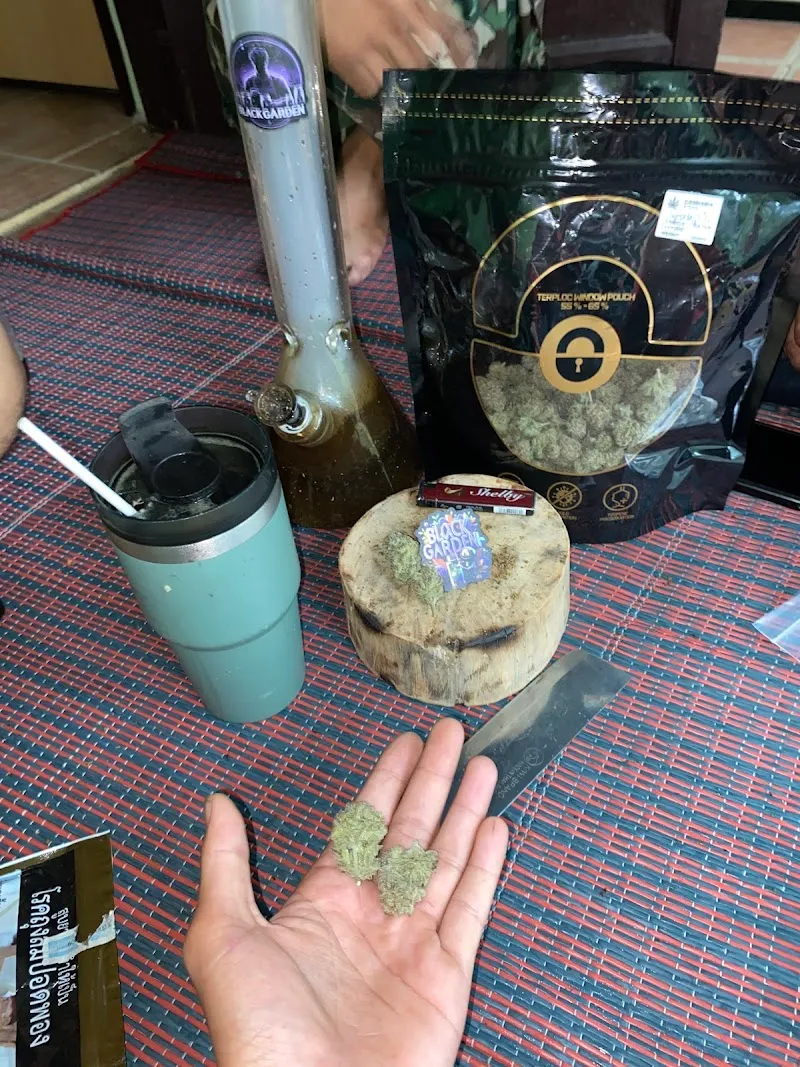 สวนหลังเขาCannabis