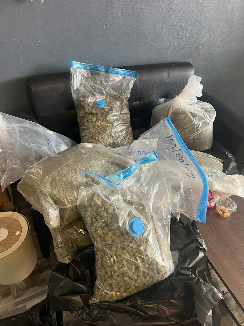 ยอดตาน CANNABIS