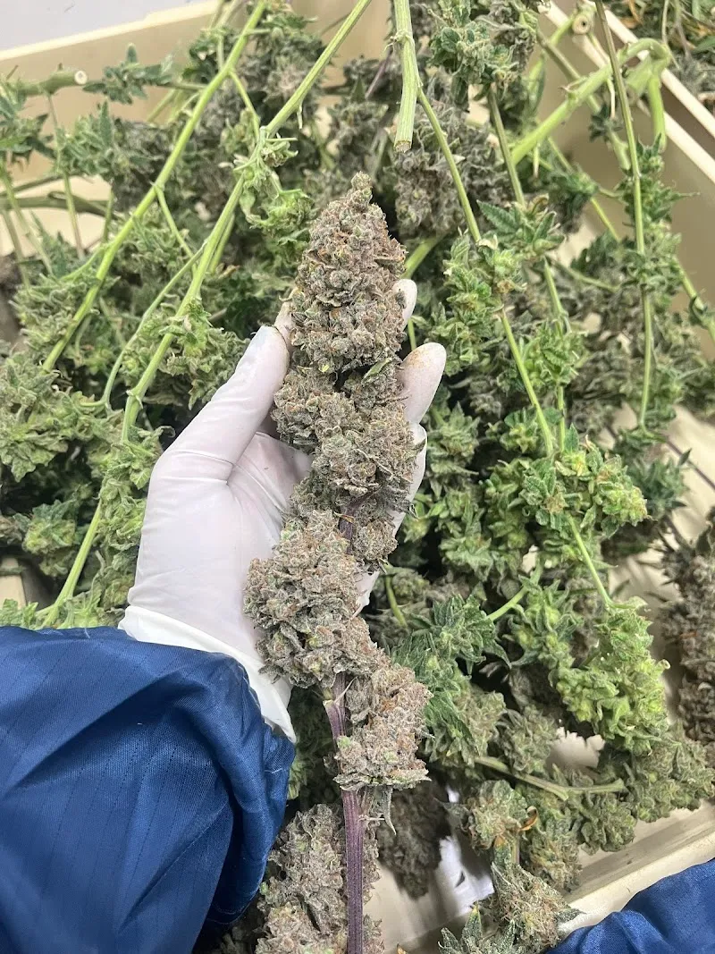 Cannabis plantation, VSC Thong Pha Phum Phatthana