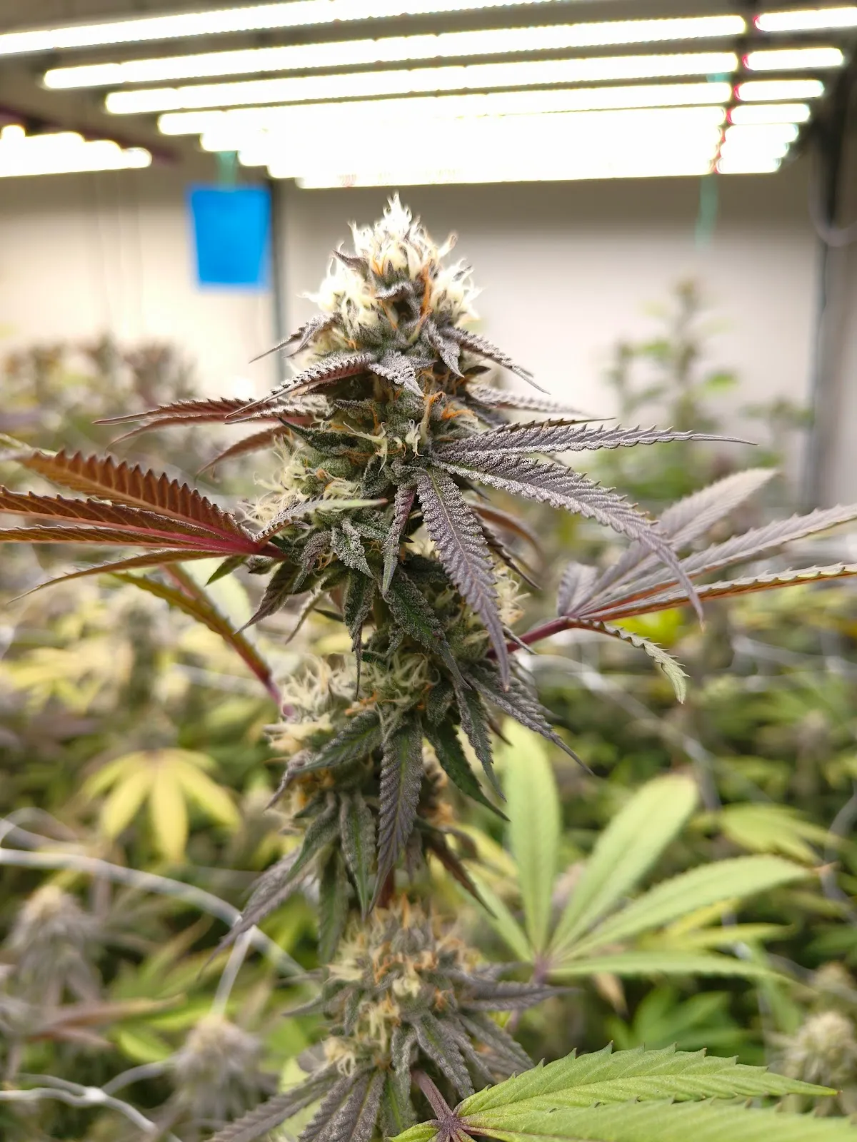 CANNABIS SHOP ตาลุงหัวล้านออแกนิค3