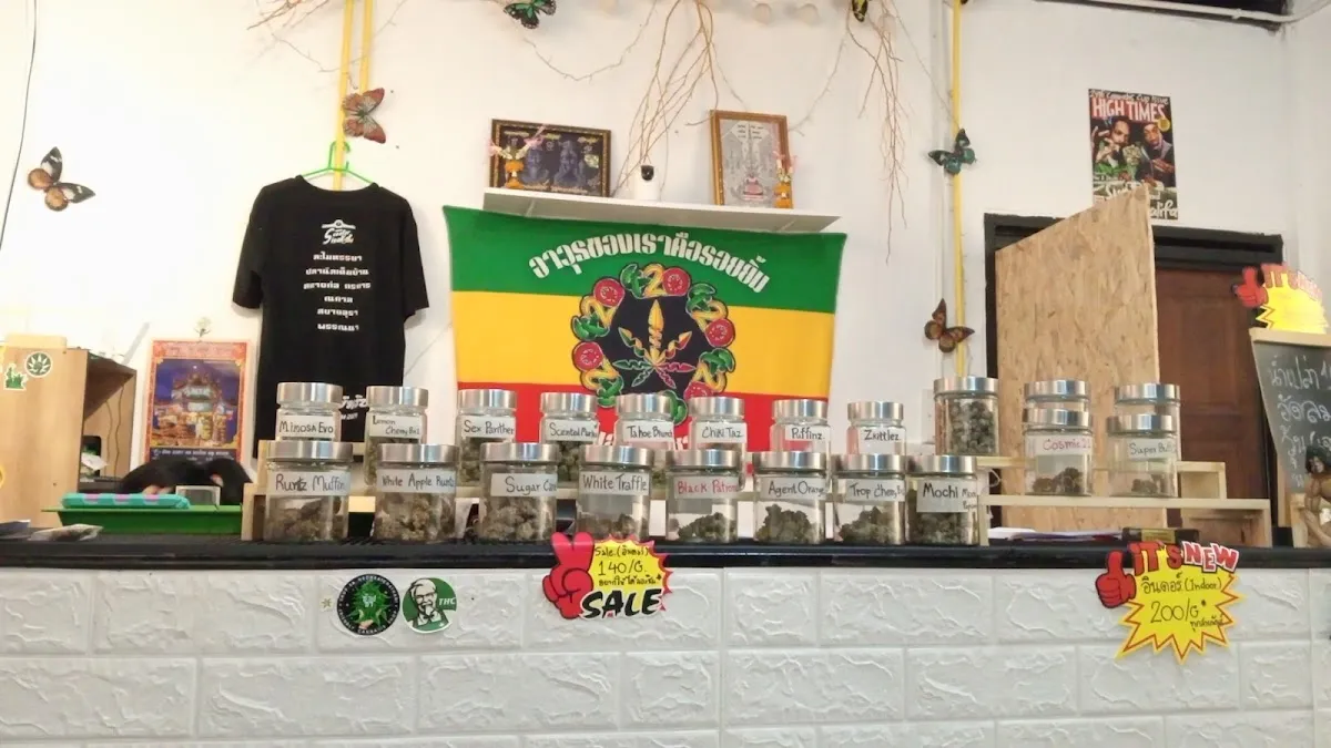 ซ๊อปซา cannabis shop ม.อุบล-โค้งบัววัด