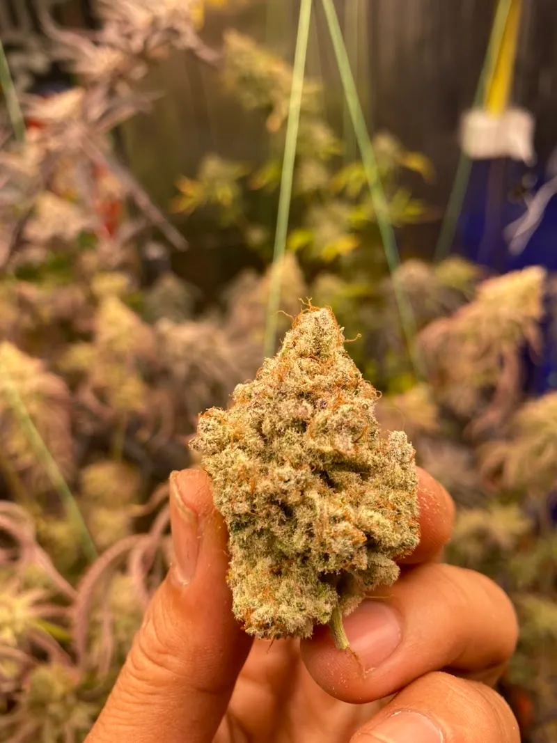Cannabis Surat เรชซิ่ง ออแกนิค
