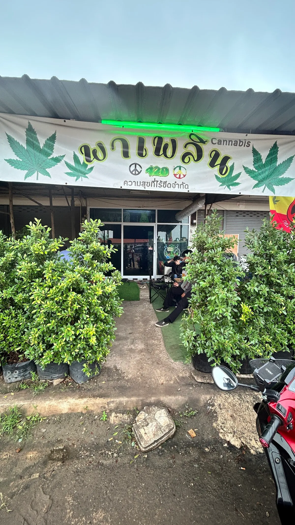 พาเพลิน“Cannabis”