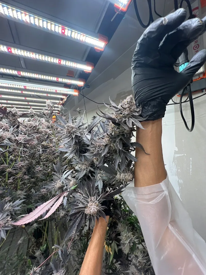 ยอดตาน CANNABIS2