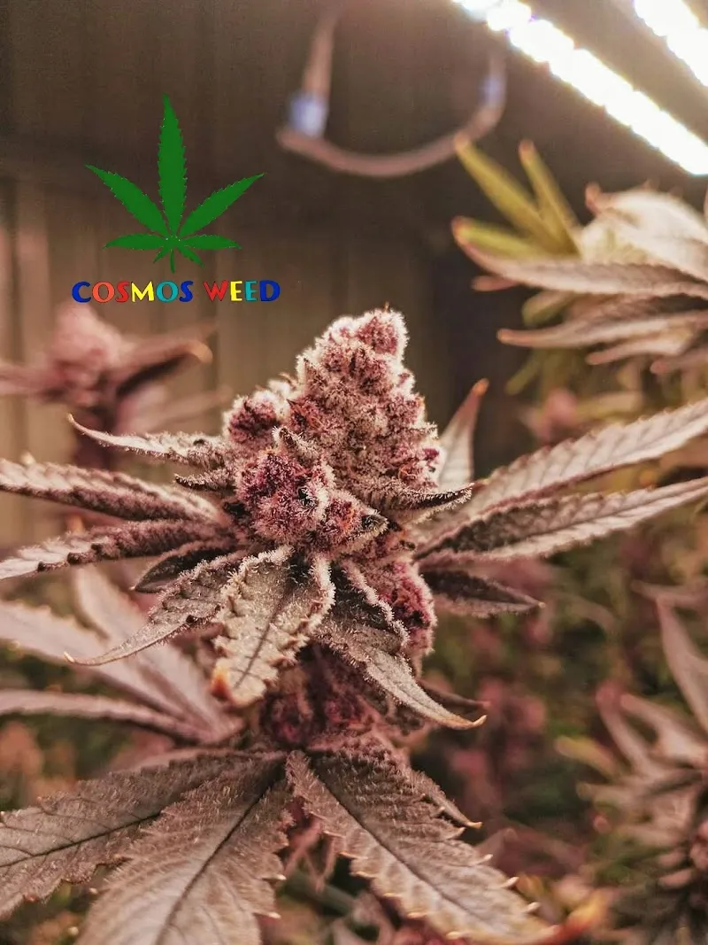 Cosmos weed cannabis
