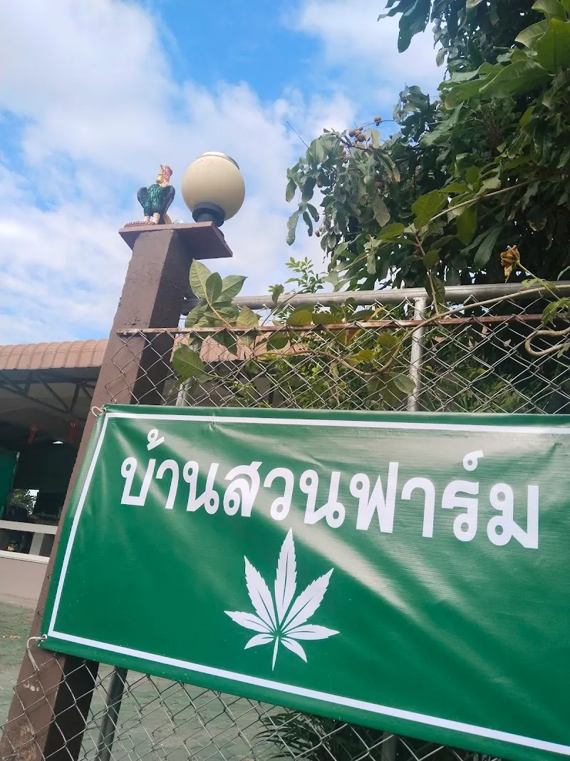 Cultivation of cannabis Baan Suan Sawan