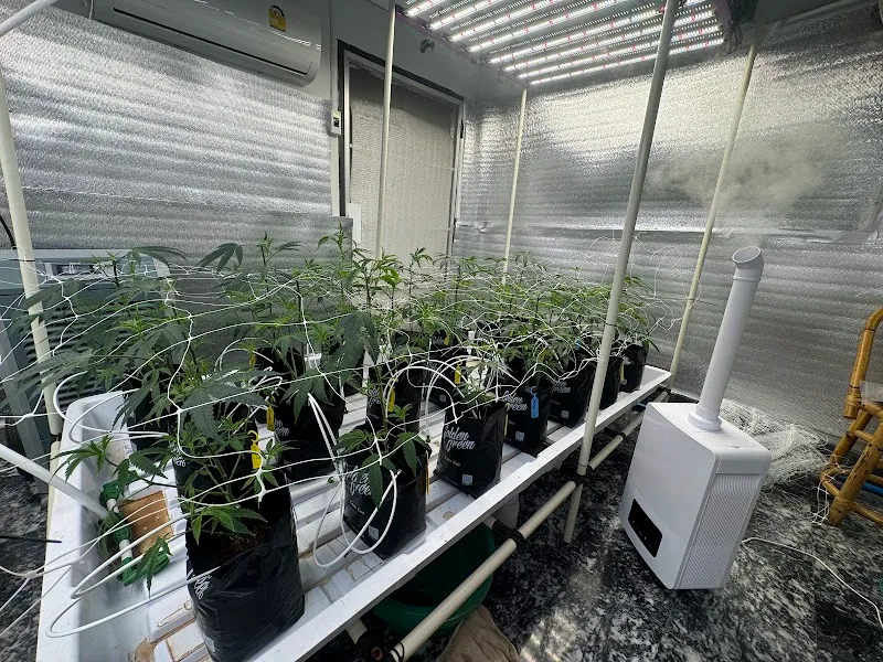 Deep and Roll Cannabis Shop