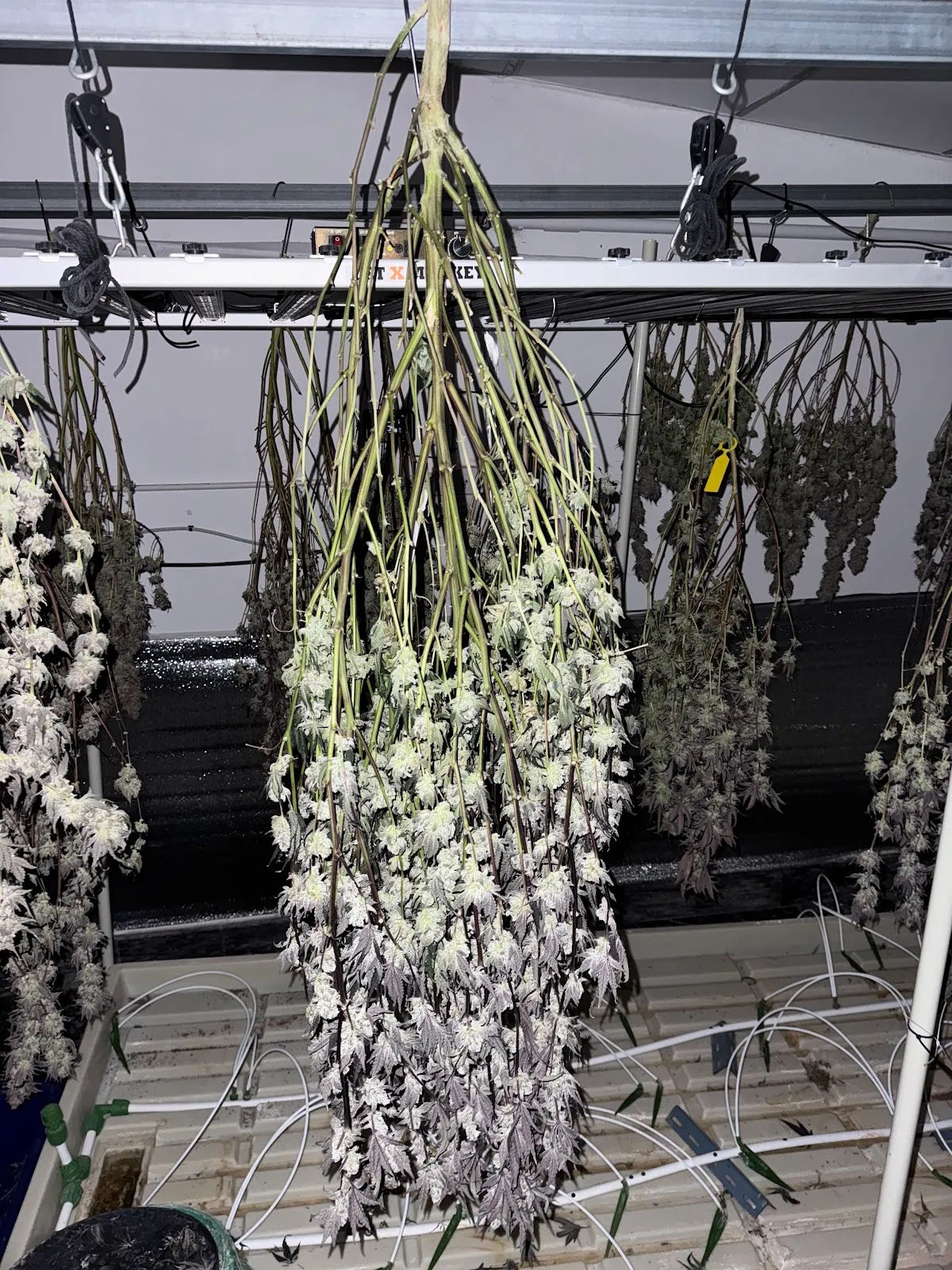 Deep and Roll Cannabis Shop