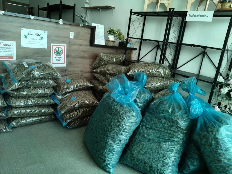 Doze of cannabis 420 กัญชาอุดรธานี