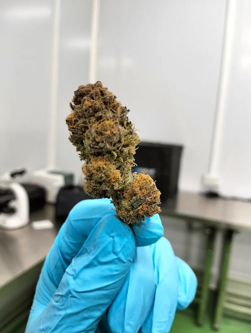 Dr.420