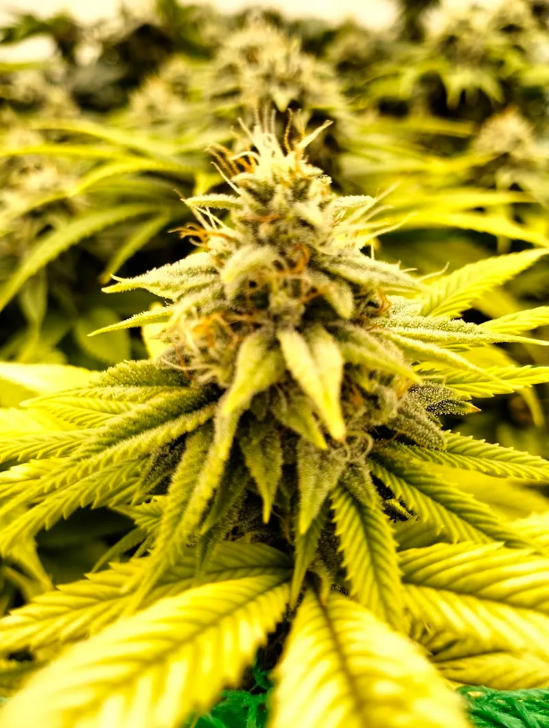 Dr.420
