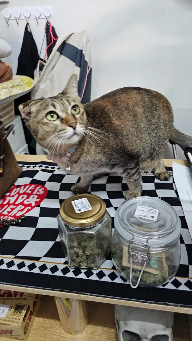 Ducky Shop cannabis (ดั๊กกี้ช็อป)