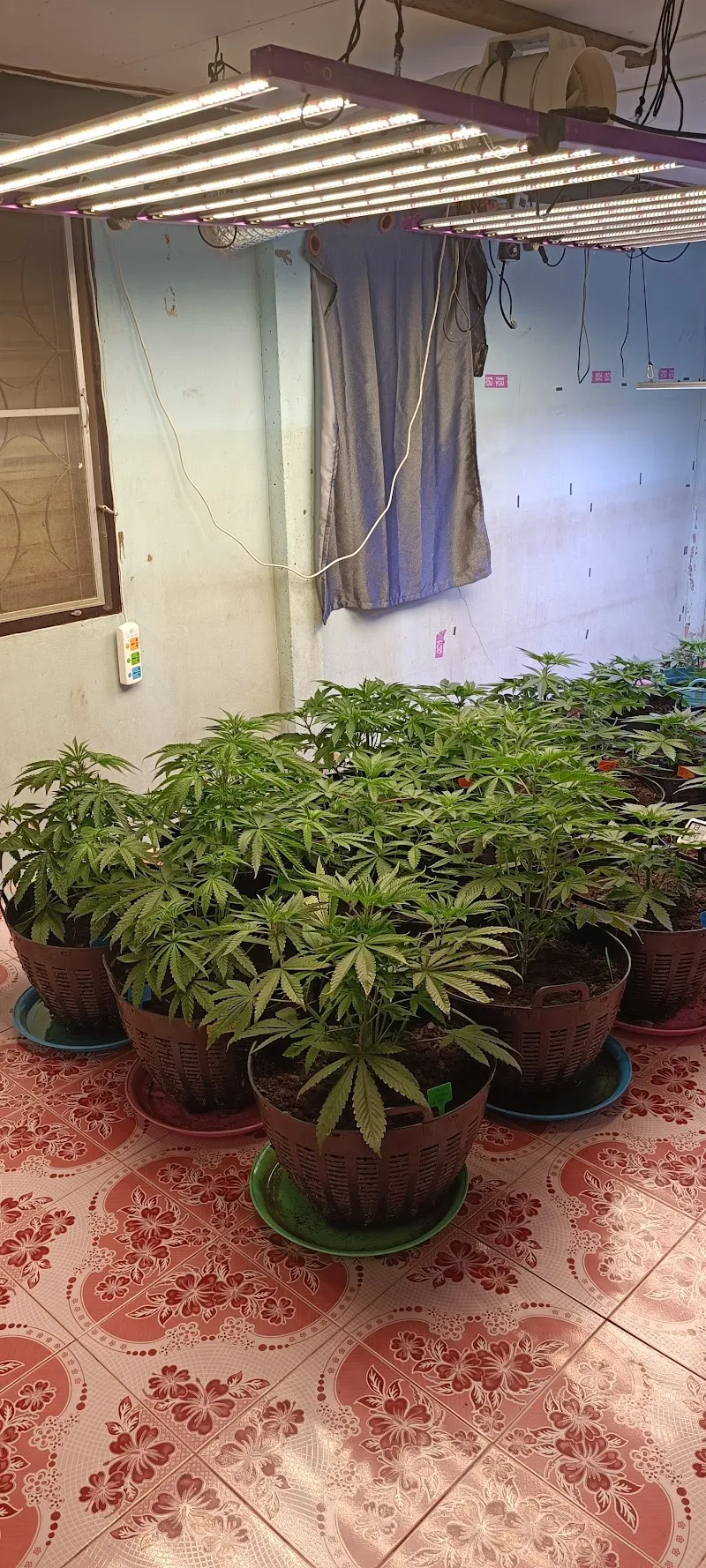 Exotic Cannabis's (ร้านกัญชาตาลุงหัวล้านออแกนิค)