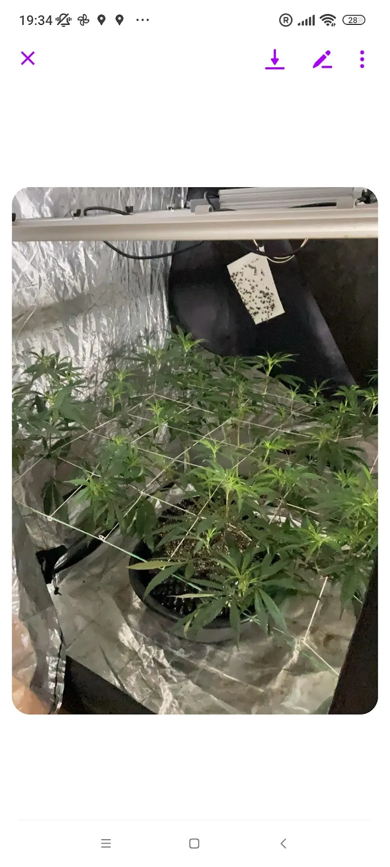 Exotic Genetic Cannabis stores
