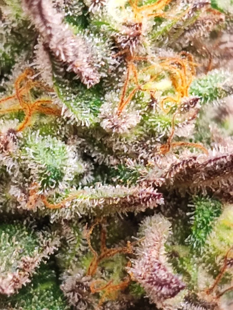 Exotic Genetic Cannabis stores